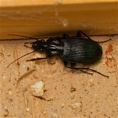 Notagonum submetallicum (Predatory ground beetle) at Harrison, ACT - 17 Oct 2024 by DPRees125