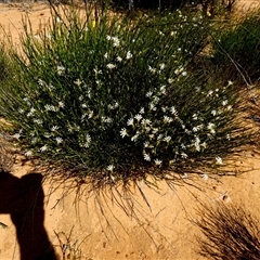 Unverified Other Wildflower or Herb at Ajana, WA - 11 Sep 2024 by Paul4K