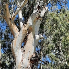 Eucalyptus sp. (A Gum Tree) at Rufus, NSW - 6 Mar 2021 by MB