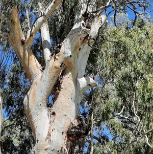 Eucalyptus sp. (A Gum Tree) at Rufus, NSW by MB