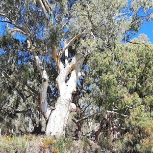 Eucalyptus sp. at Rufus, NSW - suppressed