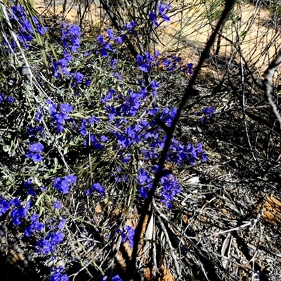 Unidentified Other Wildflower or Herb at Kalbarri National Park, WA - 11 Sep 2024 by Paul4K