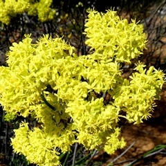 Unverified Other Wildflower or Herb at Kalbarri National Park, WA - 11 Sep 2024 by Paul4K