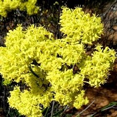 Unidentified Other Wildflower or Herb at Kalbarri National Park, WA - 11 Sep 2024 by Paul4K