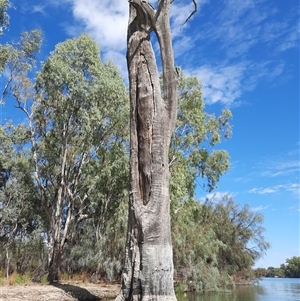 Eucalyptus sp. at Renmark North, SA - 8 Mar 2021