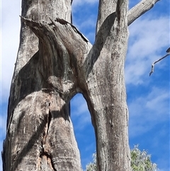 Eucalyptus sp. at Renmark North, SA - 8 Mar 2021