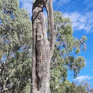 Eucalyptus sp. at Renmark North, SA - 8 Mar 2021