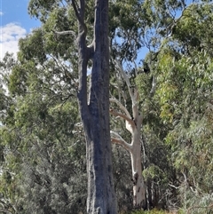 Eucalyptus sp. at Renmark North, SA - 8 Mar 2021