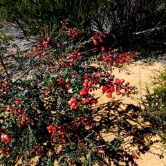 Unidentified Other Shrub at Kalbarri National Park, WA - 11 Sep 2024 by Paul4K