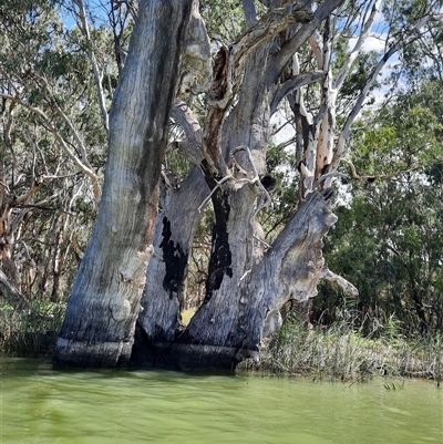 Eucalyptus sp. (A Gum Tree) at Renmark North, SA - 8 Mar 2021 by MB