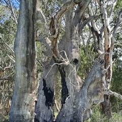 Eucalyptus sp. at Renmark North, SA - suppressed