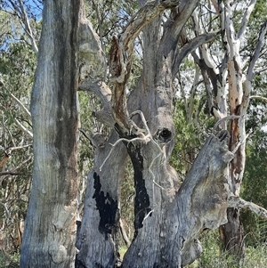 Eucalyptus sp. at Renmark North, SA - suppressed