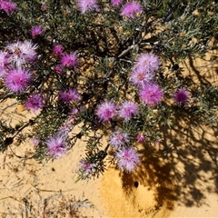 Unidentified Other Shrub at Kalbarri National Park, WA - 11 Sep 2024 by Paul4K