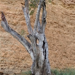 Eucalyptus sp. (A Gum Tree) at Wigley Flat, SA - 13 Mar 2021 by MB