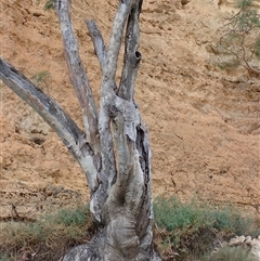 Eucalyptus sp. at Wigley Flat, SA - suppressed