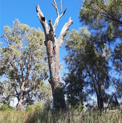 Eucalyptus sp. (A Gum Tree) at Blanchetown, SA - 17 Mar 2021 by MB