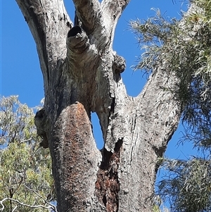 Eucalyptus sp. at Blanchetown, SA - suppressed