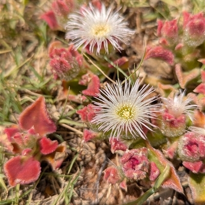 Unidentified Cactus / Succulent at Kalbarri, WA - 19 Oct 2024 by HelenCross