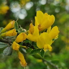 Genista monspessulana (Cape Broom, Montpellier Broom) at Goulburn, NSW - 19 Oct 2024 by trevorpreston