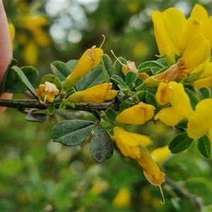 Genista monspessulana at Goulburn, NSW - 19 Oct 2024