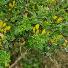 Genista monspessulana at Goulburn, NSW - 19 Oct 2024