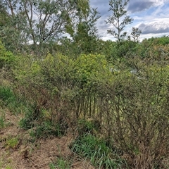 Genista monspessulana at Goulburn, NSW - 19 Oct 2024