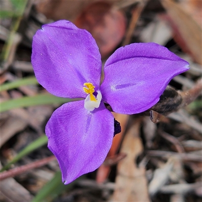 Patersonia sericea var. sericea (Silky Purple-flag) at Bombay, NSW - 19 Oct 2024 by MatthewFrawley