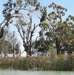 Eucalyptus sp. (A Gum Tree) at Blanchetown, SA - 17 Mar 2021 by MB