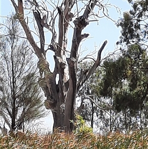 Eucalyptus sp. at Blanchetown, SA - suppressed