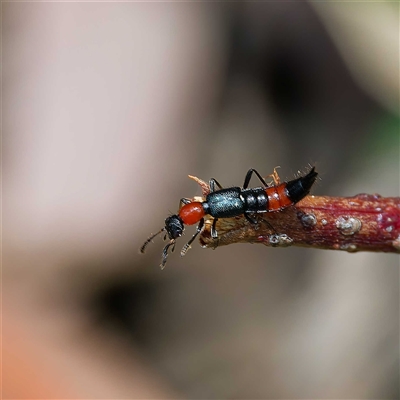 Paederus sp. (genus) (Whiplash rove beetle) at Uriarra Village, ACT - 11 Oct 2024 by DPRees125