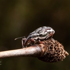 Aoplocnemis sp. (genus) (A weevil) at Barren Grounds, NSW - 17 Oct 2024 by Roger