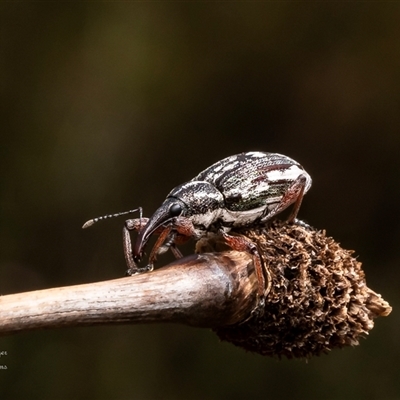 Aoplocnemis sp. (genus) (A weevil) at Barren Grounds, NSW - 18 Oct 2024 by Roger