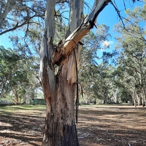 Eucalyptus sp. at Loxton, SA - suppressed