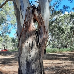 Eucalyptus sp. at Loxton, SA - suppressed