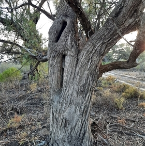 Eucalyptus sp. at Cadell, SA - suppressed