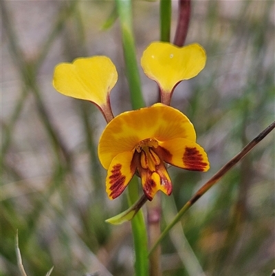 Diuris semilunulata (Late Leopard Orchid) at Bombay, NSW - 19 Oct 2024 by MatthewFrawley