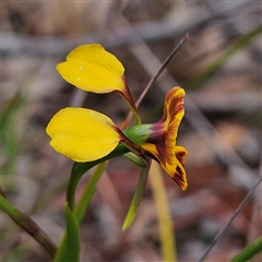 Diuris semilunulata at Bombay, NSW - 19 Oct 2024