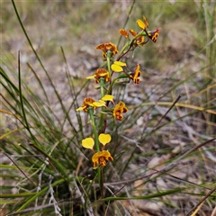 Diuris semilunulata at Bombay, NSW - 19 Oct 2024