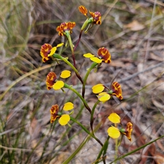 Diuris semilunulata at Bombay, NSW - 19 Oct 2024