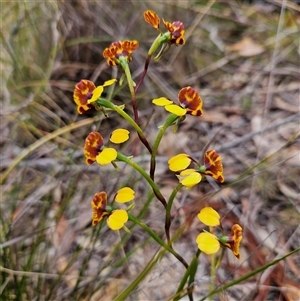 Diuris semilunulata at Bombay, NSW - 19 Oct 2024