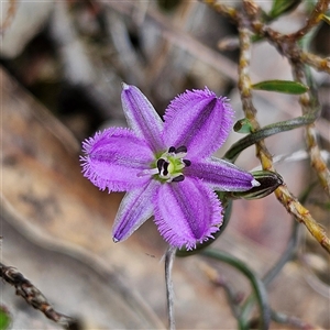 Thysanotus patersonii at Bombay, NSW - 19 Oct 2024