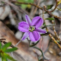 Thysanotus patersonii at Bombay, NSW - 19 Oct 2024 11:48 AM