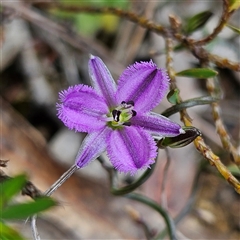Thysanotus patersonii at Bombay, NSW - 19 Oct 2024 11:48 AM