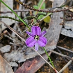 Thysanotus patersonii at Bombay, NSW - 19 Oct 2024 11:48 AM