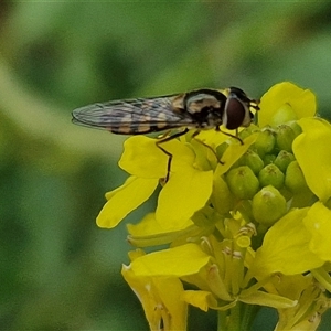 Simosyrphus grandicornis at Goulburn, NSW - 19 Oct 2024