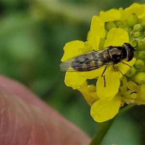 Simosyrphus grandicornis at Goulburn, NSW - 19 Oct 2024