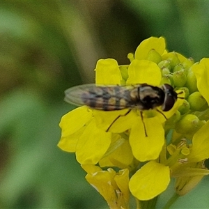 Simosyrphus grandicornis at Goulburn, NSW - 19 Oct 2024