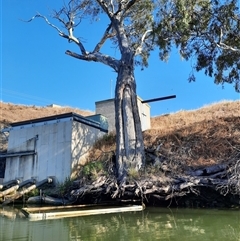 Eucalyptus sp. (A Gum Tree) at Old Teal Flat, SA - 21 Mar 2021 by MB