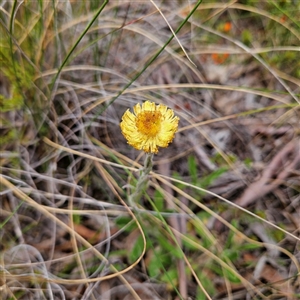 Coronidium scorpioides at Bombay, NSW - 19 Oct 2024