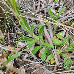 Coronidium scorpioides at Bombay, NSW - 19 Oct 2024